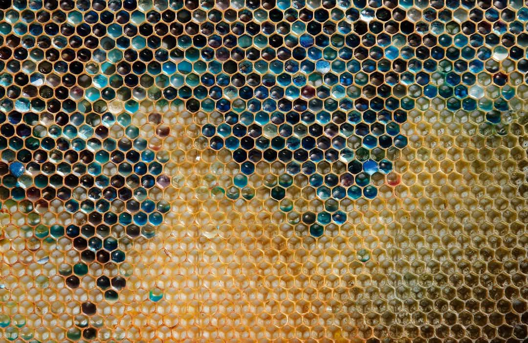 When Bees Choose Candy Over Flowers: The Mystery of the Blue-Green Honey