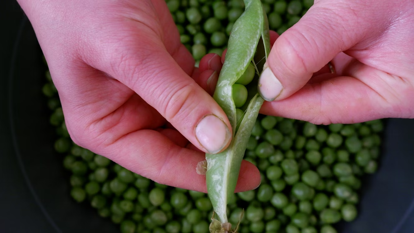 Why Growing Green Beans From Seed Is Smarter Than Starting With Seedlings