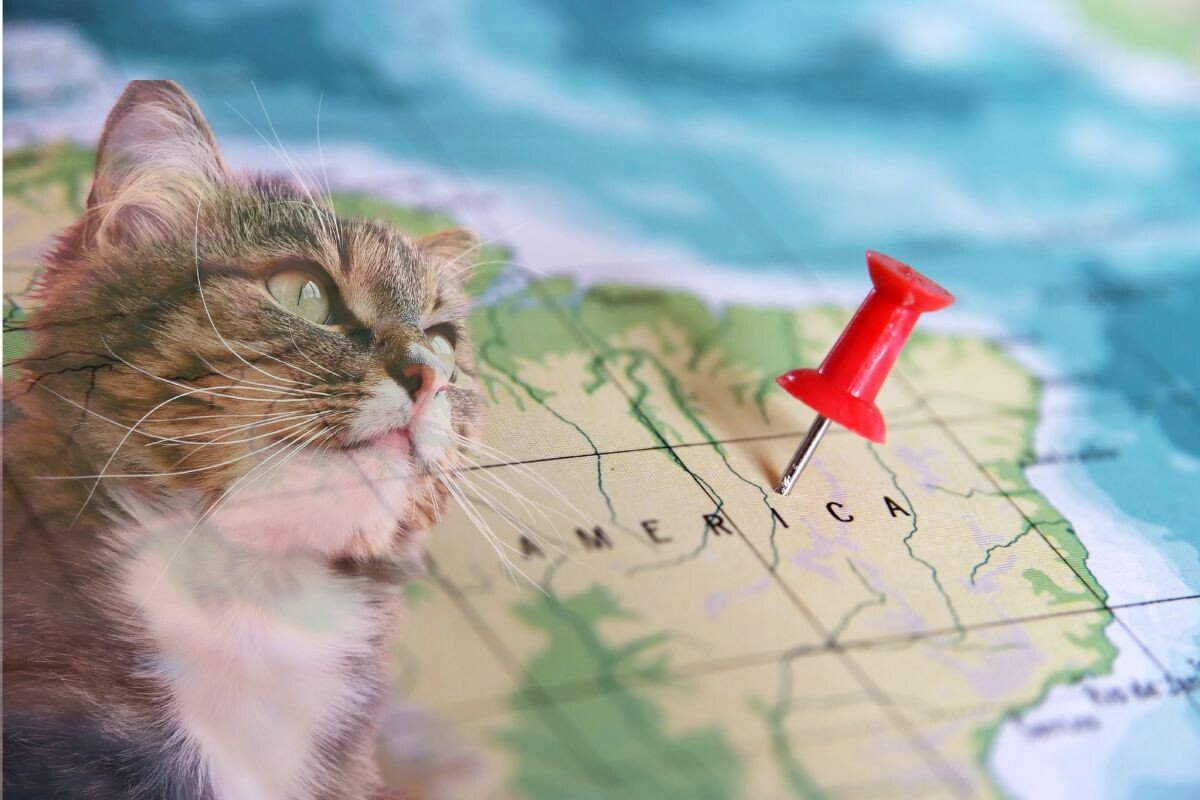 Incredible Comeback: How a Cat Was Found Halfway Around the World After 5 Years