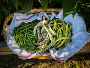Why Growing Green Beans From Seed Is Smarter Than Starting With Seedlings